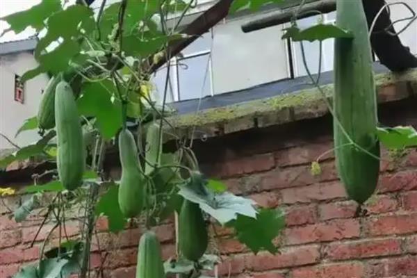 丝瓜叶子萎缩的原因，频繁施肥、缺少光照等因素都会造成