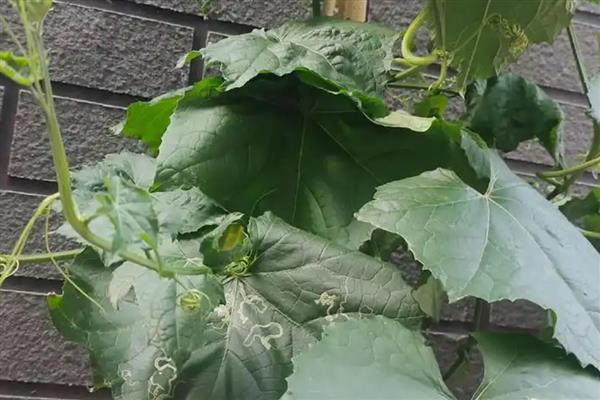 丝瓜叶子萎缩的原因，频繁施肥、缺少光照等因素都会造成