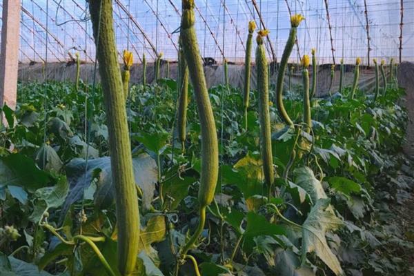 丝瓜叶子萎缩的原因，频繁施肥、缺少光照等因素都会造成