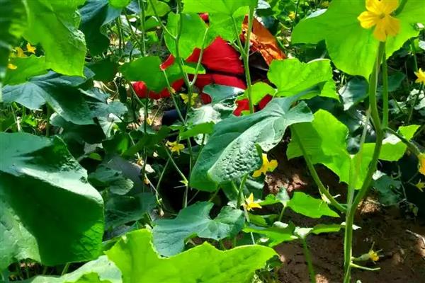 丝瓜叶子萎缩的原因，频繁施肥、缺少光照等因素都会造成