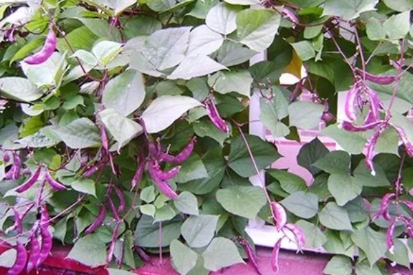 秋眉豆怎么种植，每穴播种2-3粒