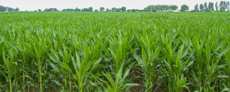 密植玉米的品种，推荐农大372、矮单268等