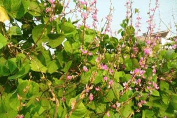 秋眉豆怎么种植，每穴播种2-3粒