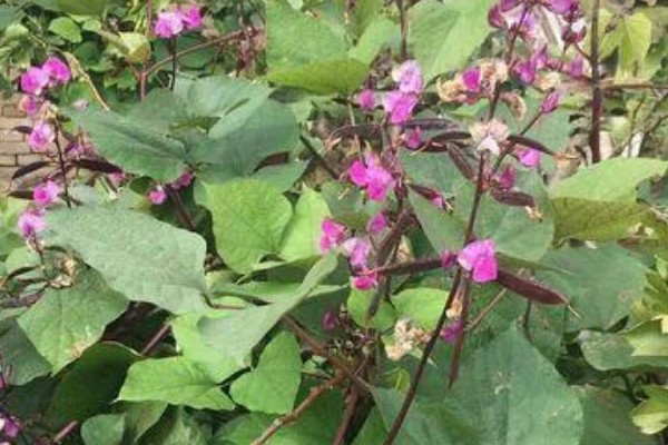 秋眉豆怎么种植，每穴播种2-3粒