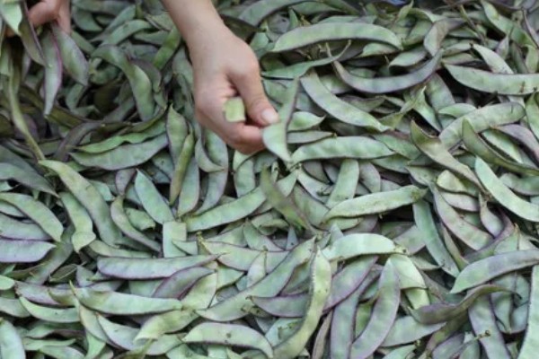 秋眉豆怎么种植，每穴播种2-3粒