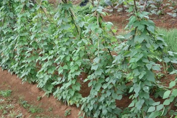 秋眉豆怎么种植，每穴播种2-3粒