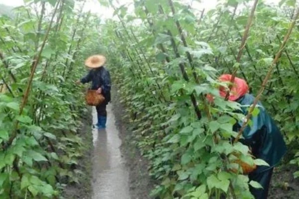 秋眉豆怎么种植，每穴播种2-3粒