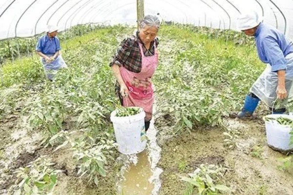 秋眉豆怎么种植，每穴播种2-3粒