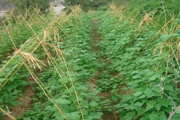 秋眉豆怎么种植，每穴播种2-3粒