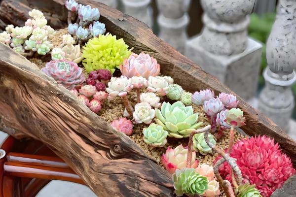 多肉植物有没有毒,少部分多肉植物有毒