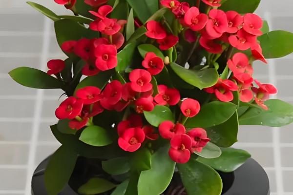 多肉植物有没有毒,少部分多肉植物有毒