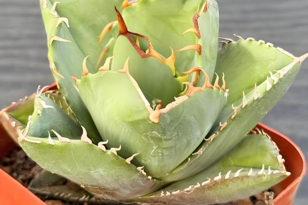 多肉植物有没有毒,少部分多肉植物有毒