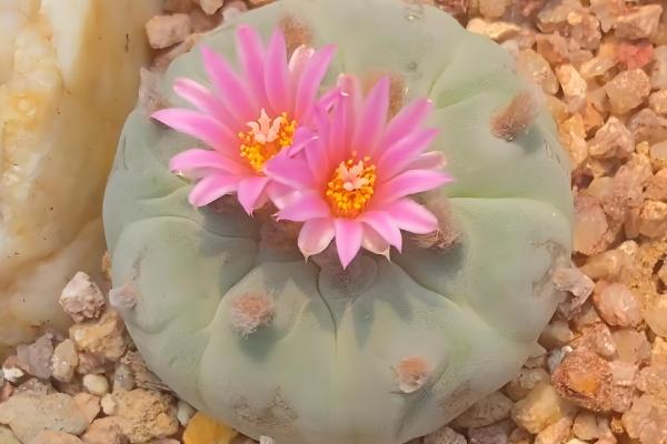 多肉植物有没有毒,少部分多肉植物有毒