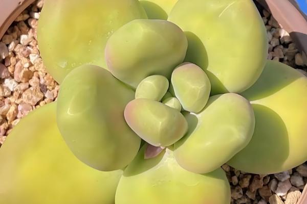 多肉植物有没有毒,少部分多肉植物有毒