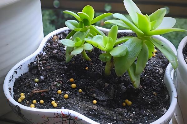 多肉植物有没有毒,少部分多肉植物有毒