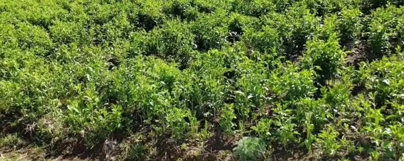 苍术怎么种植，每穴保留2-3株长势好的种苗