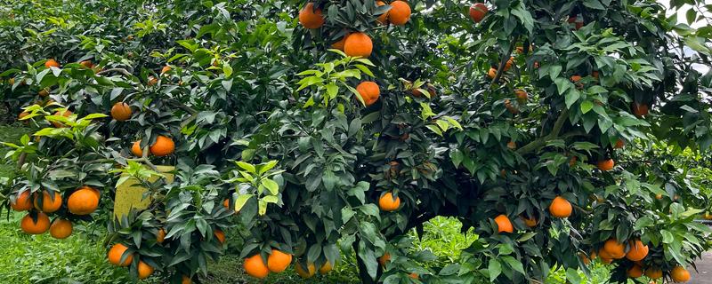 柑橘和柑桔的区别，代指同一种水果