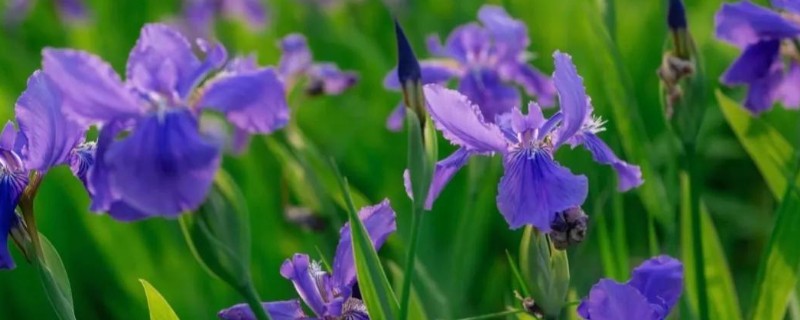 鸢尾花的花语，寓意纯真明媚、永恒的爱等