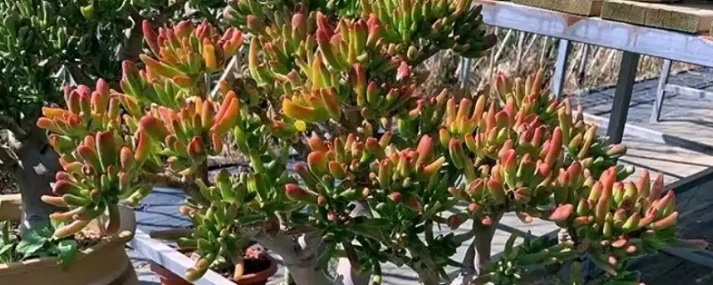 吸财树的养殖方法，喜欢生长在温暖环境中