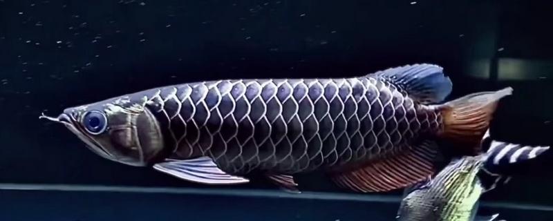 黑龙鱼好不好养，要保持好水质、水温的恒定