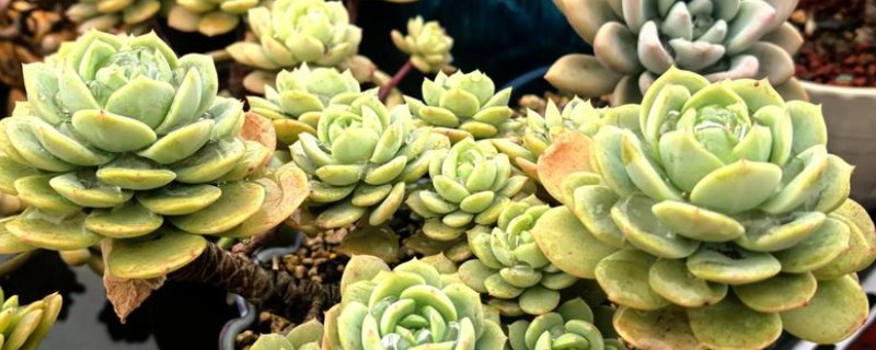 多肉的特点,其茎叶呈现肉质