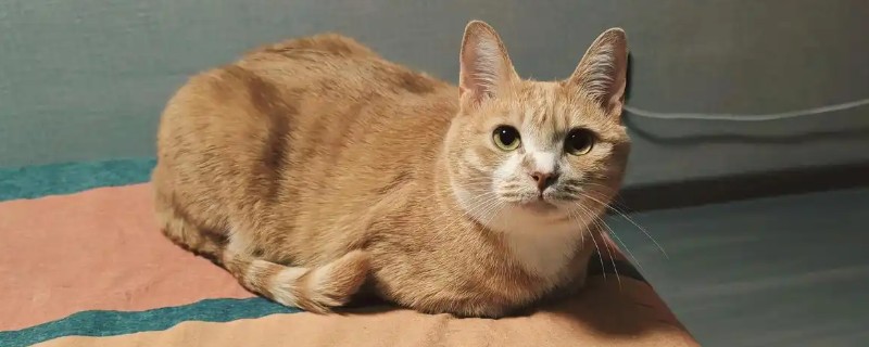 什么原因让猫咪得皮角，长期日晒、免疫缺陷等均会导致