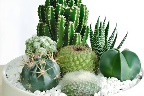 办公室适合放什么植物，摆放仙人掌或仙人球可吸收辐射
