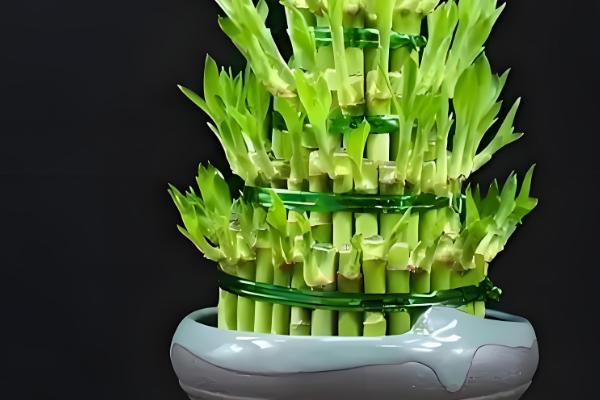 办公室适合放什么植物，摆放仙人掌或仙人球可吸收辐射