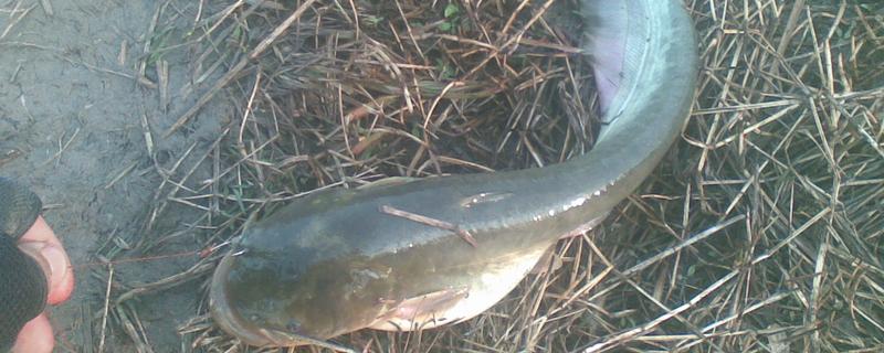 塘鲺和鲶鱼的区别，科属、嘴巴大小等方面都不同