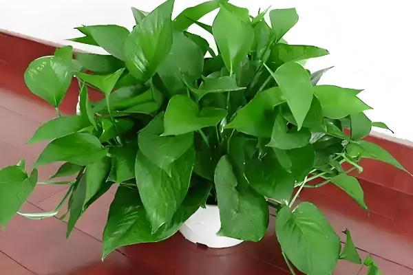 办公室适合放什么植物，摆放仙人掌或仙人球可吸收辐射