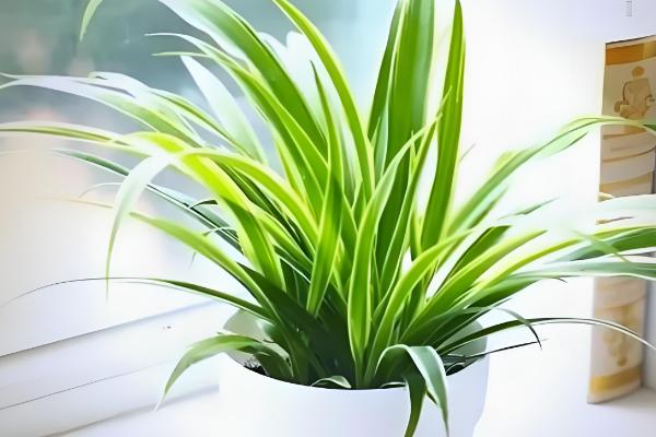 办公室适合放什么植物，摆放仙人掌或仙人球可吸收辐射