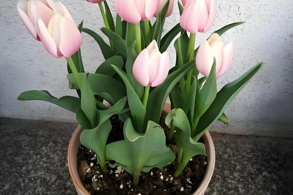 办公室适合放什么植物，摆放仙人掌或仙人球可吸收辐射