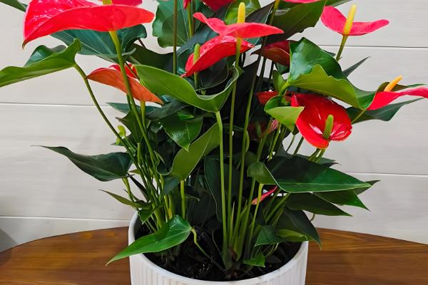 办公室适合放什么植物，摆放仙人掌或仙人球可吸收辐射