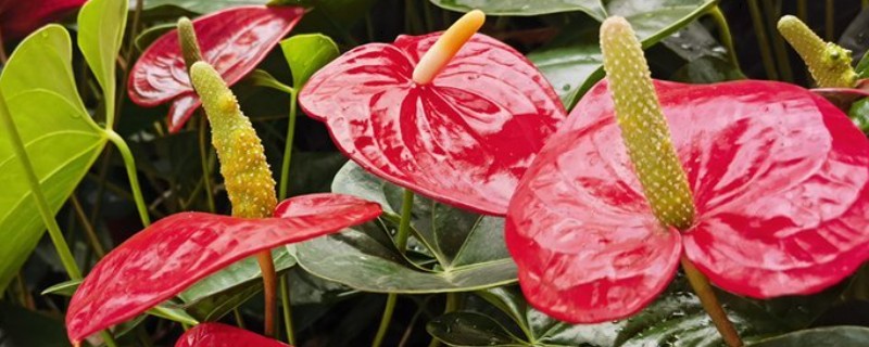 红掌叶尖发黄如何处理，温度不适可保持在15-20℃