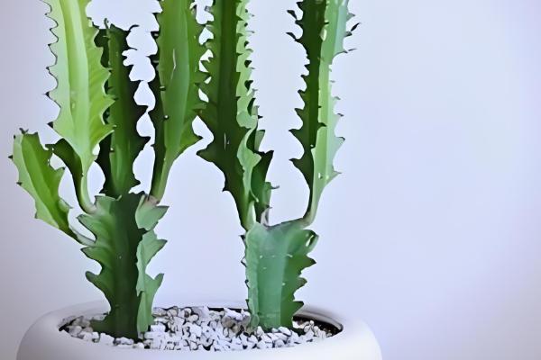 办公室适合放什么植物，摆放仙人掌或仙人球可吸收辐射