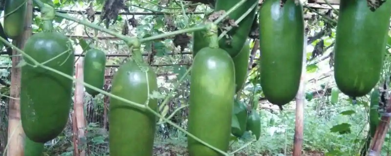 香如蜜可以放几天，可以保存三到六个月