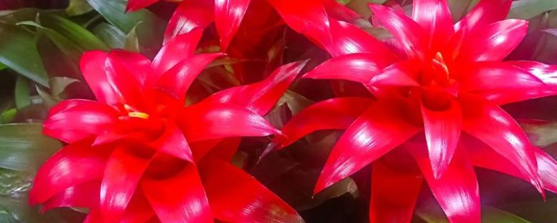 鸿运当头的花期,在6月份到10月份