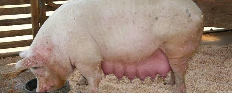 母猪缺少奶水如何解决，注射缩宫素或治疗前列腺针具有催奶效果