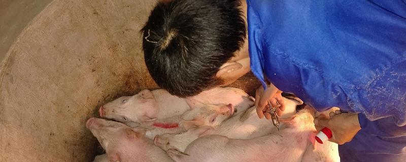 猪打完伪狂犬疫苗不吃食如何处理，可注射双氯芬酸钠和青霉素
