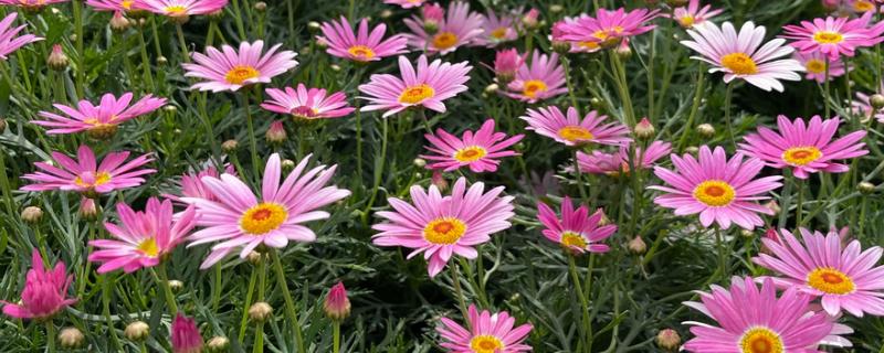 波斯菊能在室内养吗，不适合在室内养殖