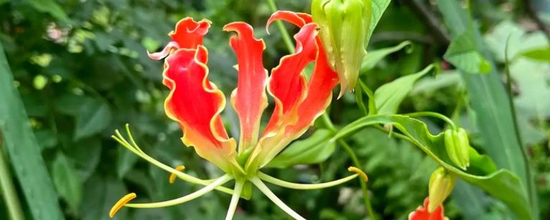 嘉兰百合如何种植，用口径为30cm的盆种植