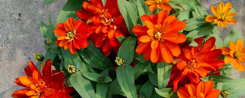 百日草矮化的方式，8-10片叶时将枝条顶部剪掉