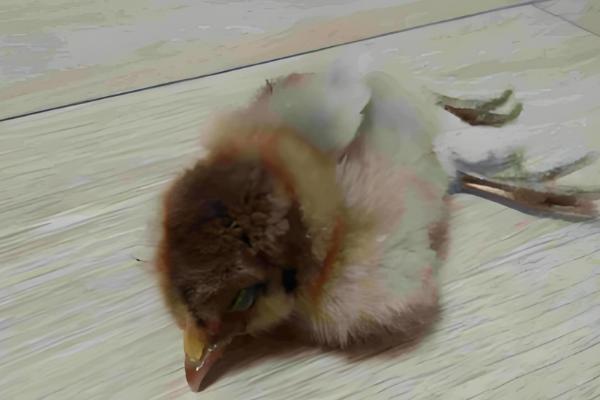 小鸡软弱无力无法站立如何处理，缺钙时要在饲料中添加钙质