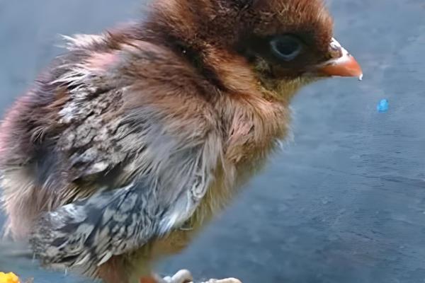 小鸡软弱无力无法站立如何处理，缺钙时要在饲料中添加钙质