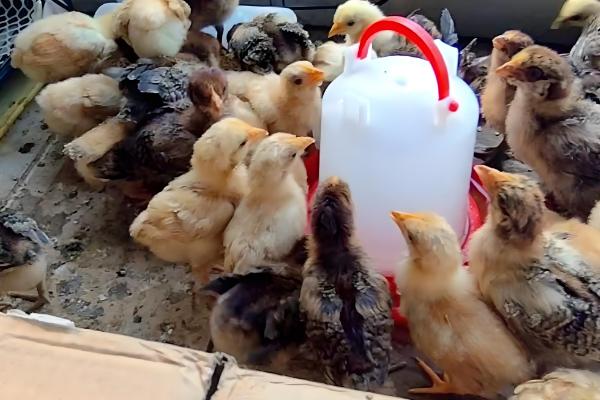 小鸡软弱无力无法站立如何处理，缺钙时要在饲料中添加钙质