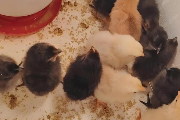 小鸡软弱无力无法站立如何处理，缺钙时要在饲料中添加钙质