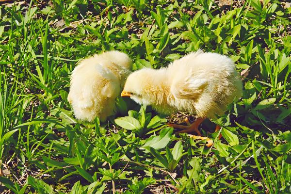 小鸡软弱无力无法站立如何处理，缺钙时要在饲料中添加钙质