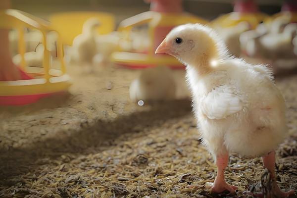 小鸡软弱无力无法站立如何处理，缺钙时要在饲料中添加钙质