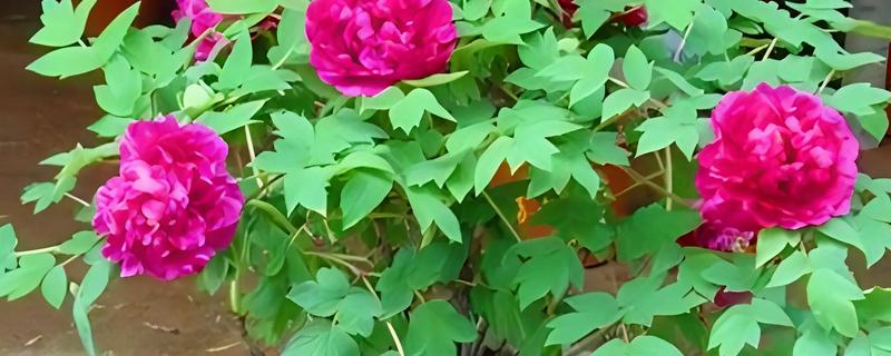 牡丹要落叶才可以移栽吗，落叶后才可以移栽