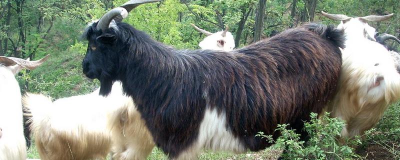 羊有什么品种，阿勒泰羊、波尔山羊等品种很常见